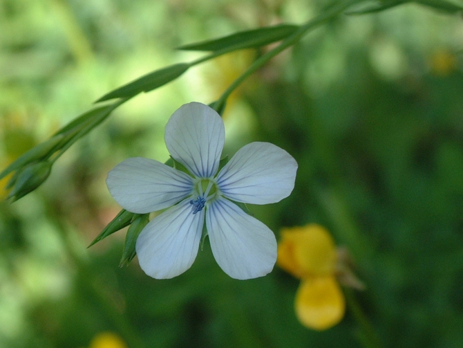 Linum bienne / Lino selvatico